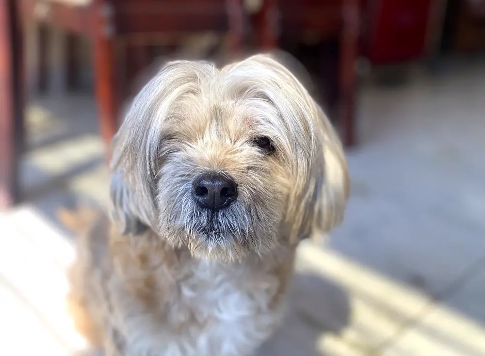 A shaggy fawn terrier looking up from a sunlit street