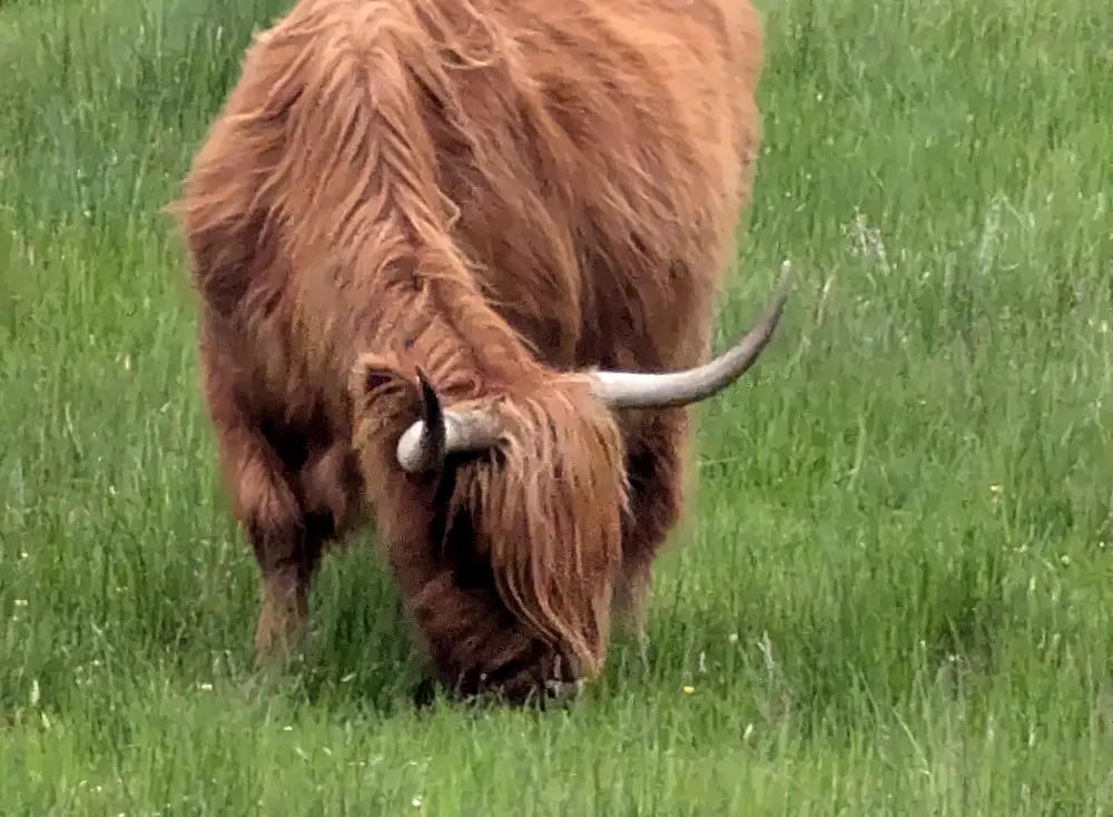 A Highland cow grazing in long grass